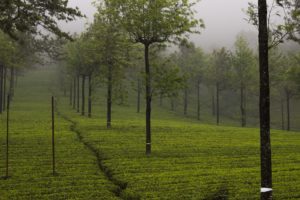 Munnar